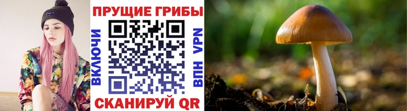что такое наркотик  Кропоткин  Псилоцибиновые грибы ЛСД 